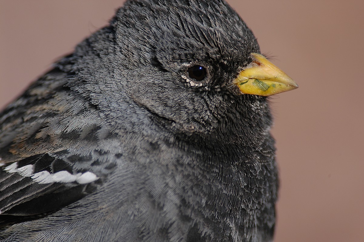 Mourning Sierra Finch - ML22497271