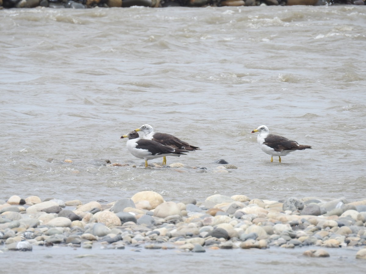 Belcher's Gull - ML224974781