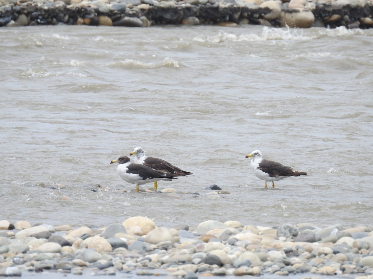 Belcher's Gull - ML224974921