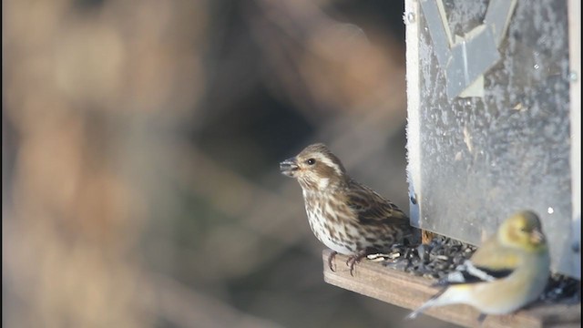 Purple Finch - ML224977321