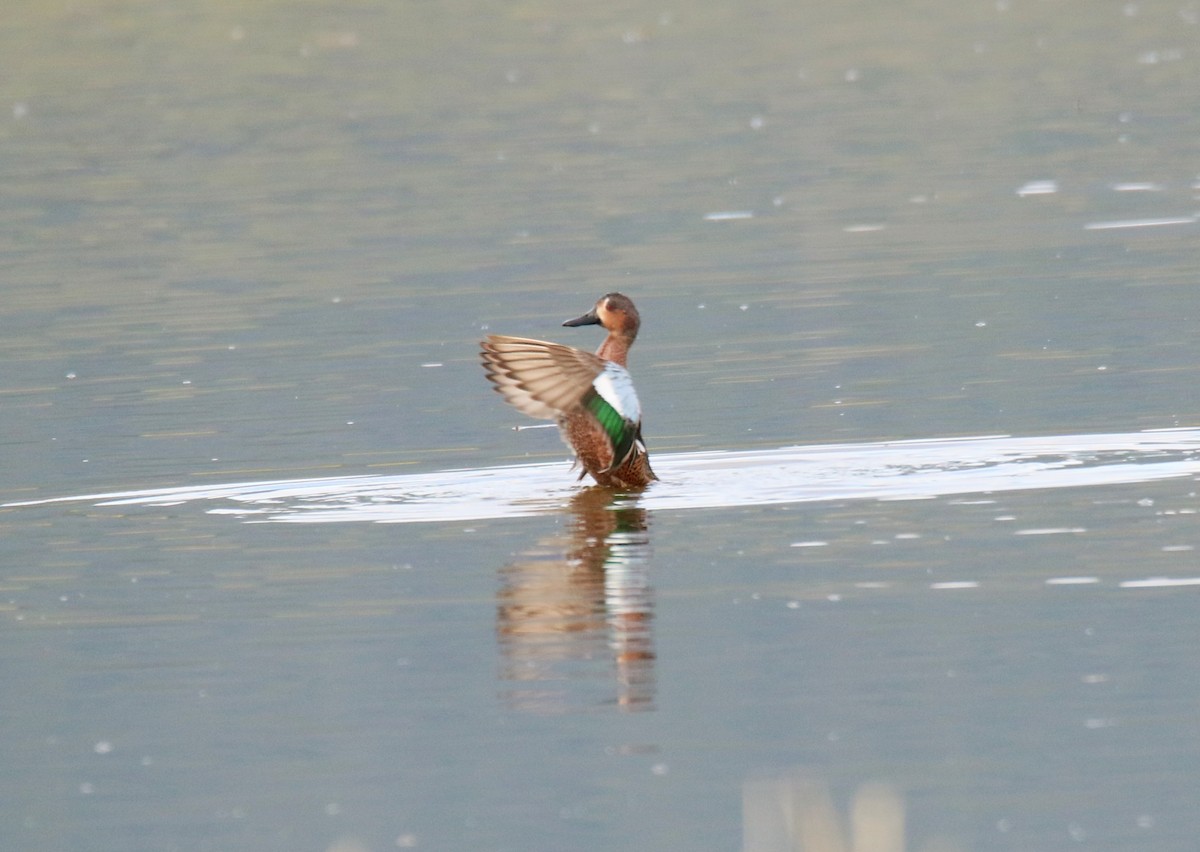 Blue-winged x Cinnamon Teal (hybrid) - ML224977441