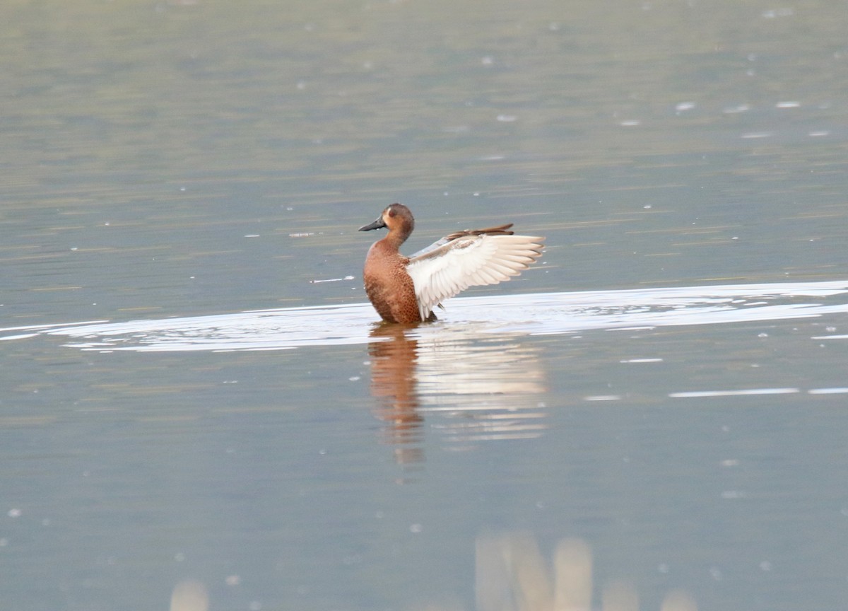 Blue-winged x Cinnamon Teal (hybrid) - ML224977481