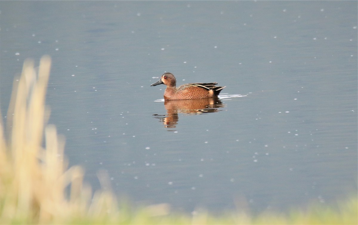 Blue-winged x Cinnamon Teal (hybrid) - ML224977541