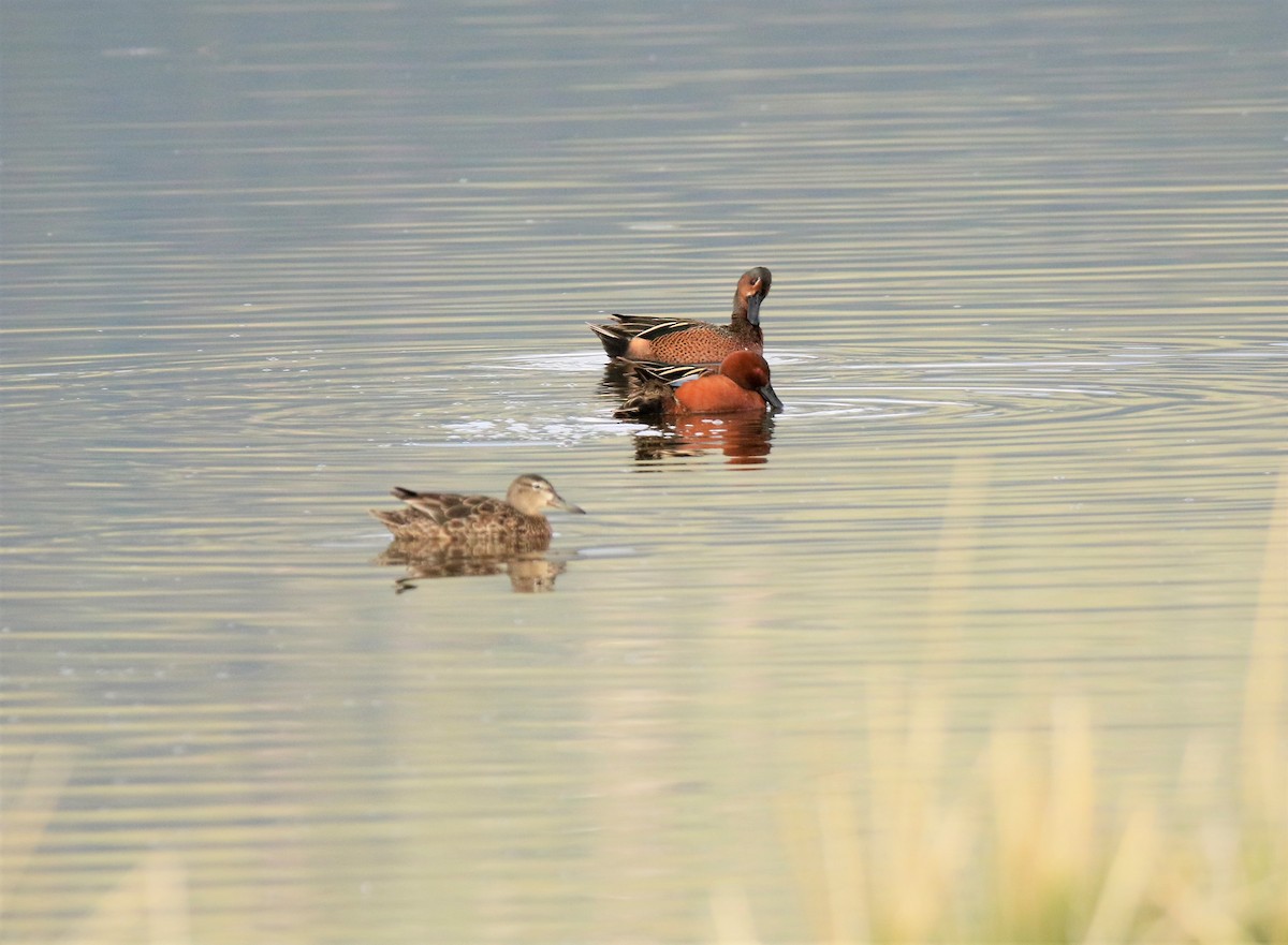 Cinnamon Teal - ML224977761