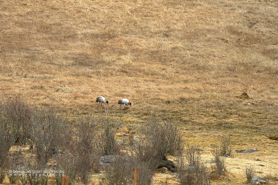 Grulla Cuellinegra - ML224978011