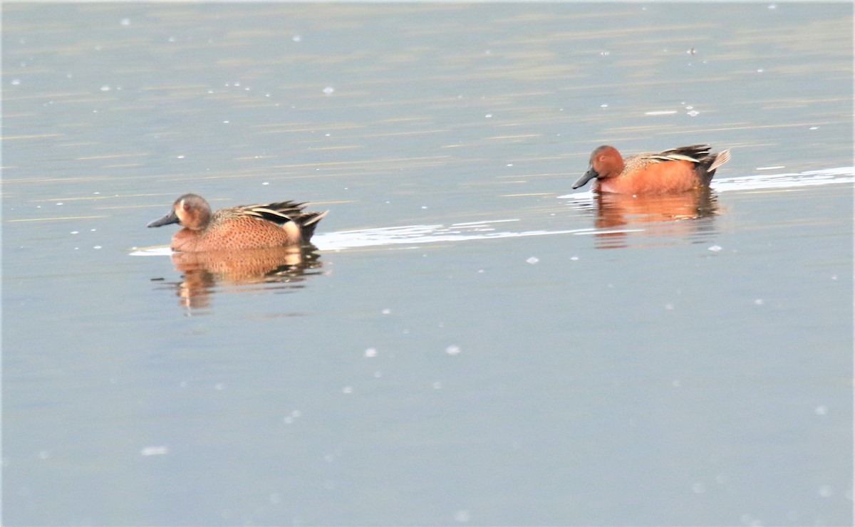 Blue-winged x Cinnamon Teal (hybrid) - ML224978611