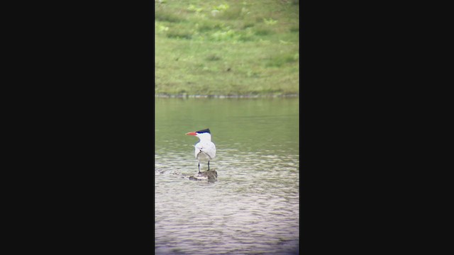 Caspian Tern - ML224978711