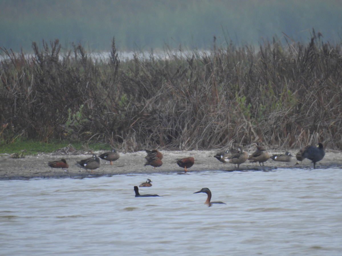 Cinnamon Teal - ML224979281