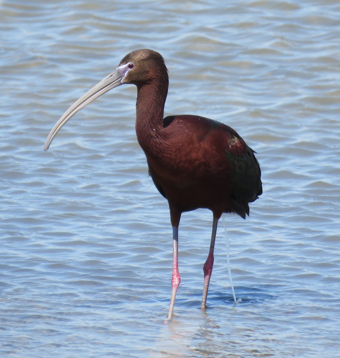 ibis hnědý x americký (hybrid) - ML224980681