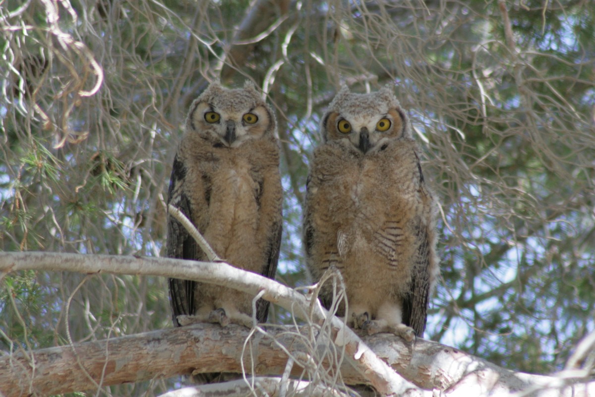 Great Horned Owl - ML224980941