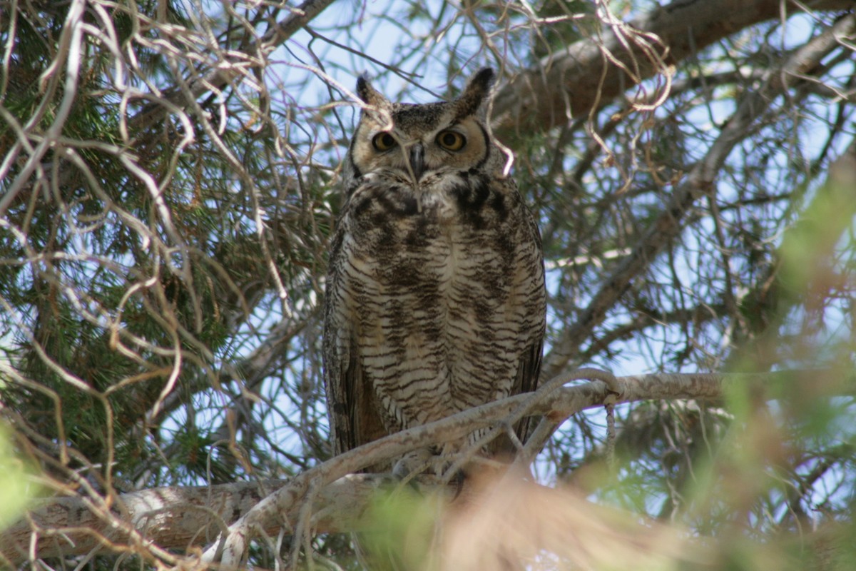 Great Horned Owl - ML224981091