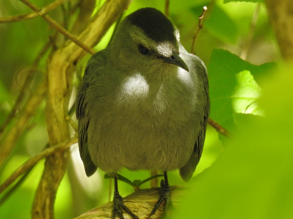 Gray Catbird - ML224982301