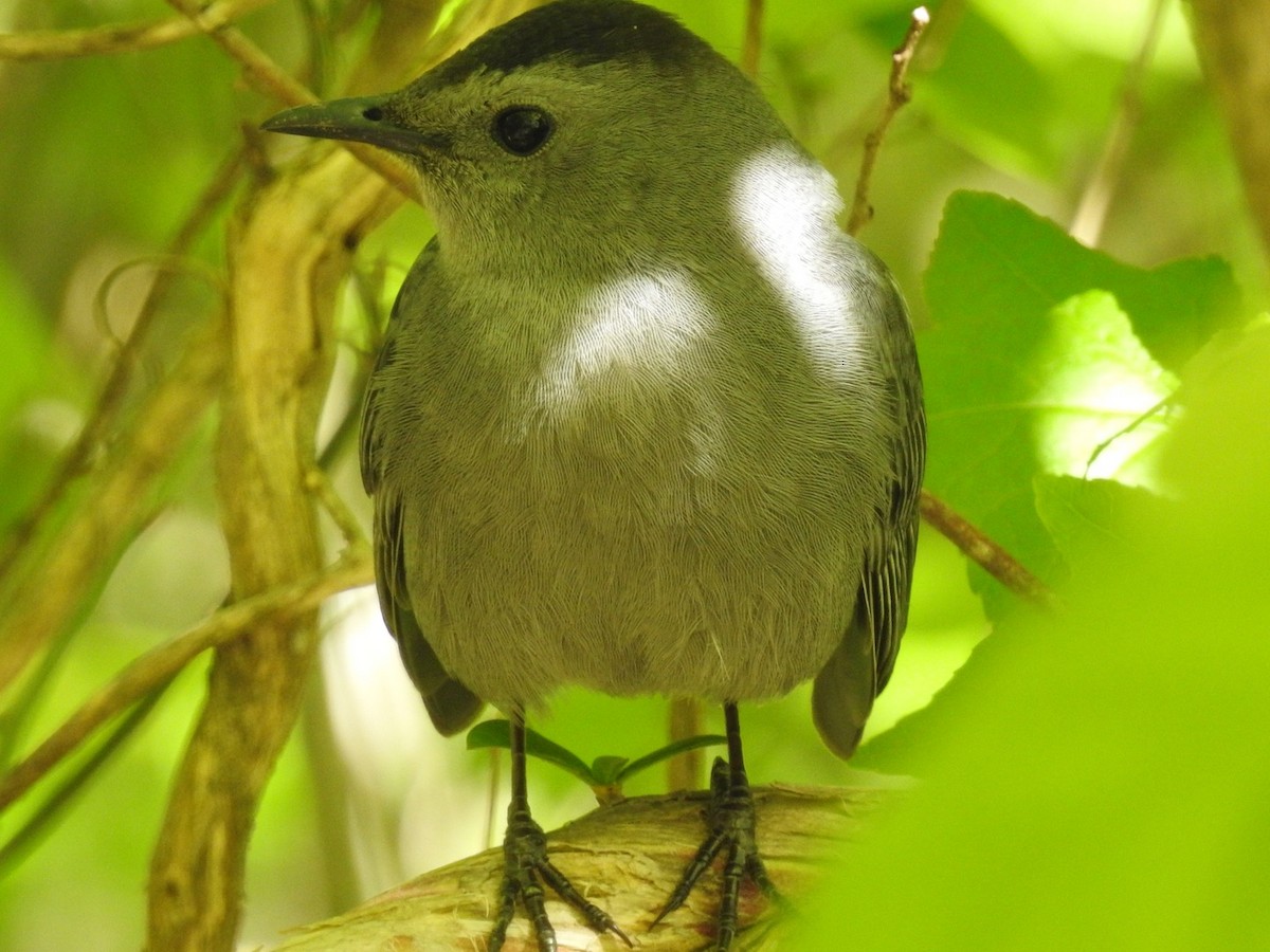 Gray Catbird - ML224982311