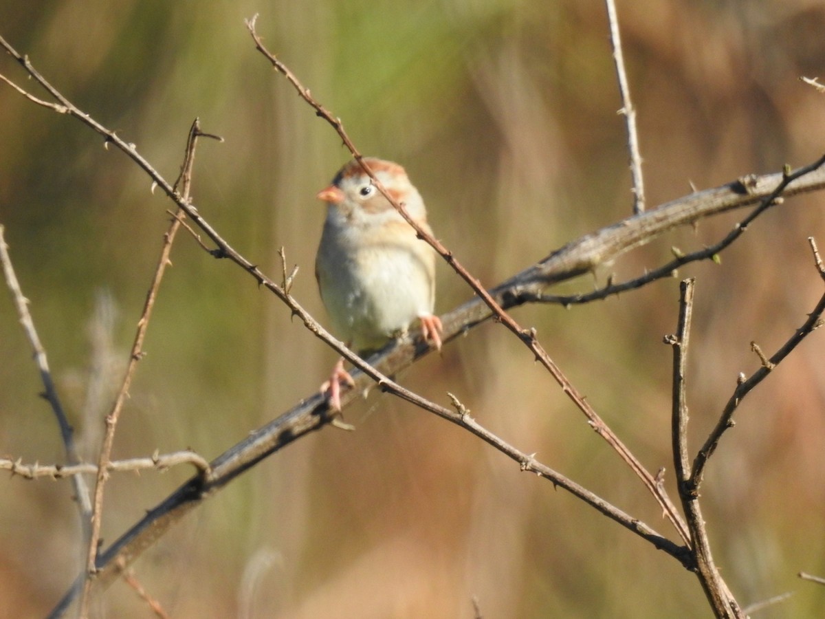 Field Sparrow - ML224982971