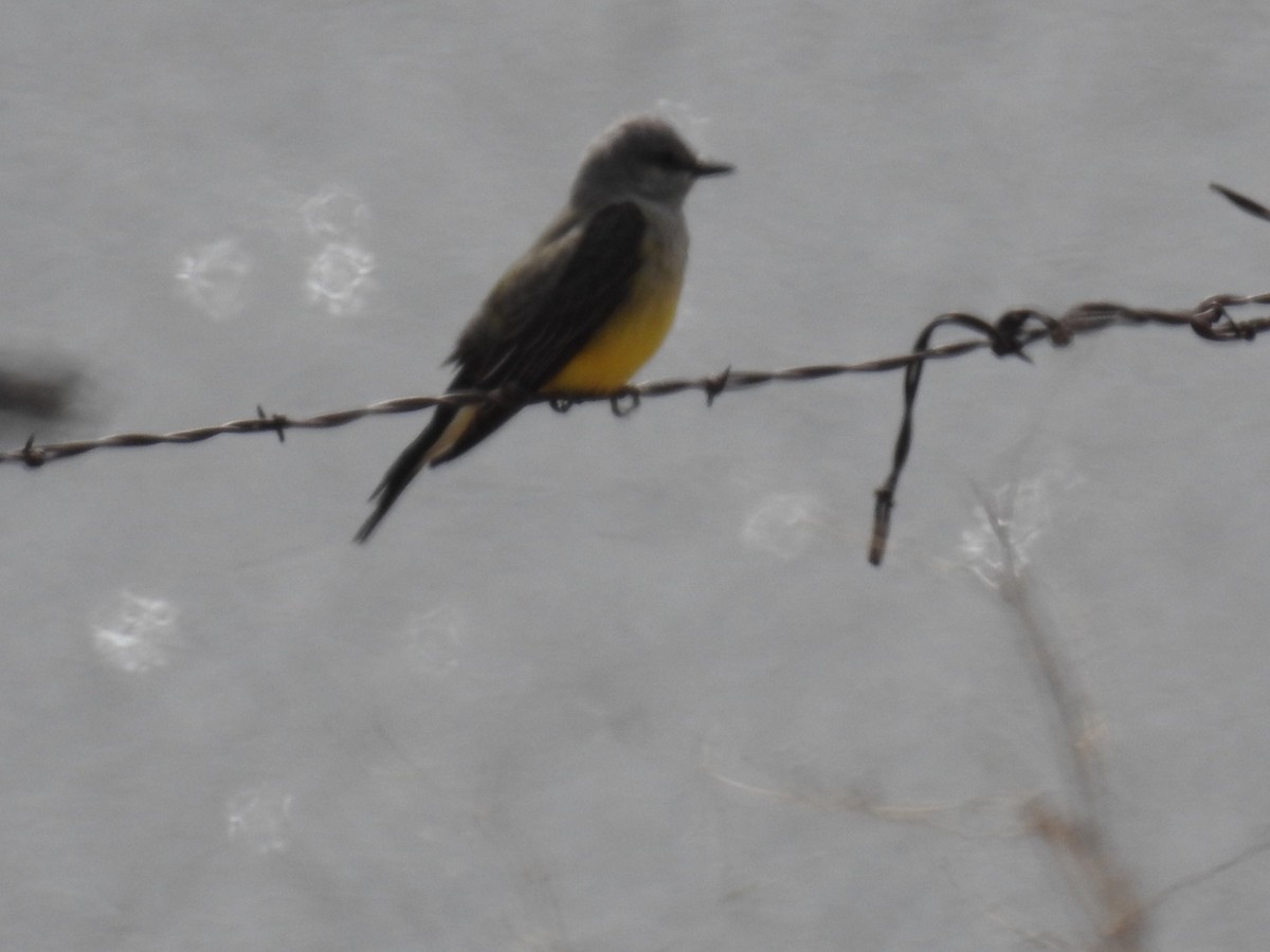 Western Kingbird - ML224983631