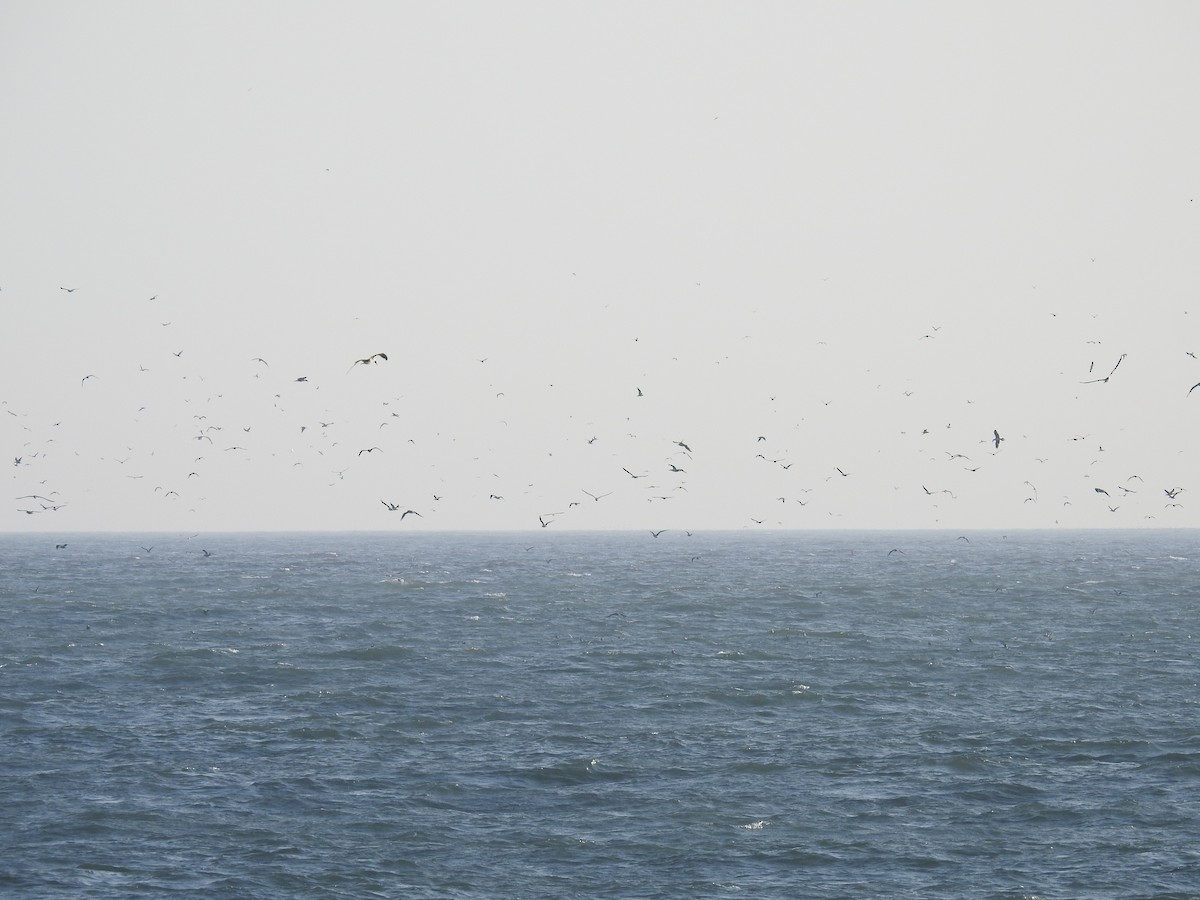 Peruvian Booby - ML224984321