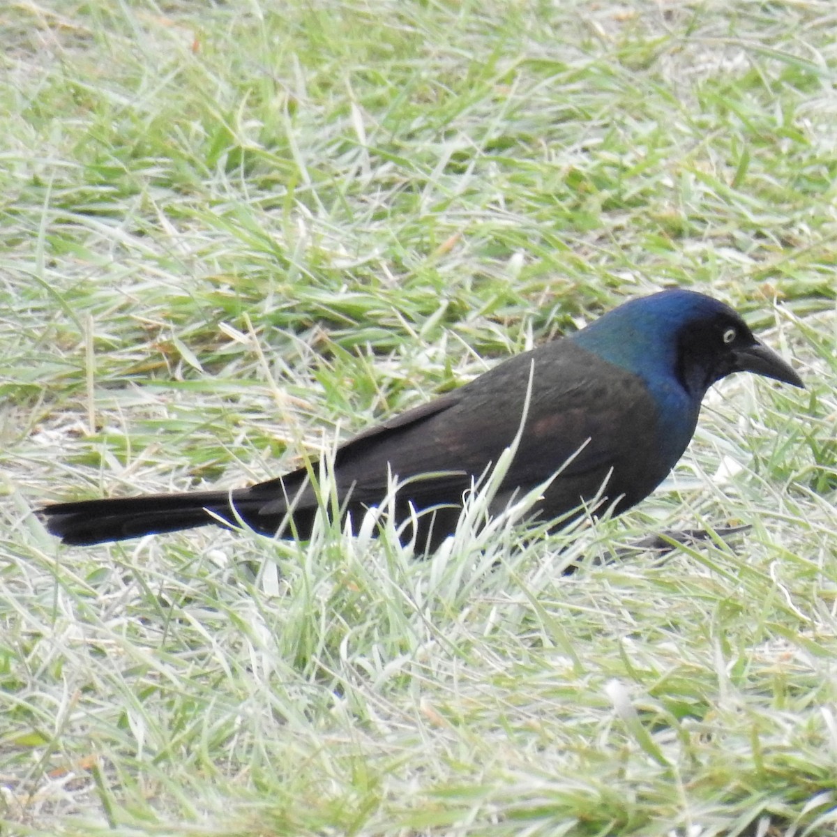 Common Grackle - ML224985001