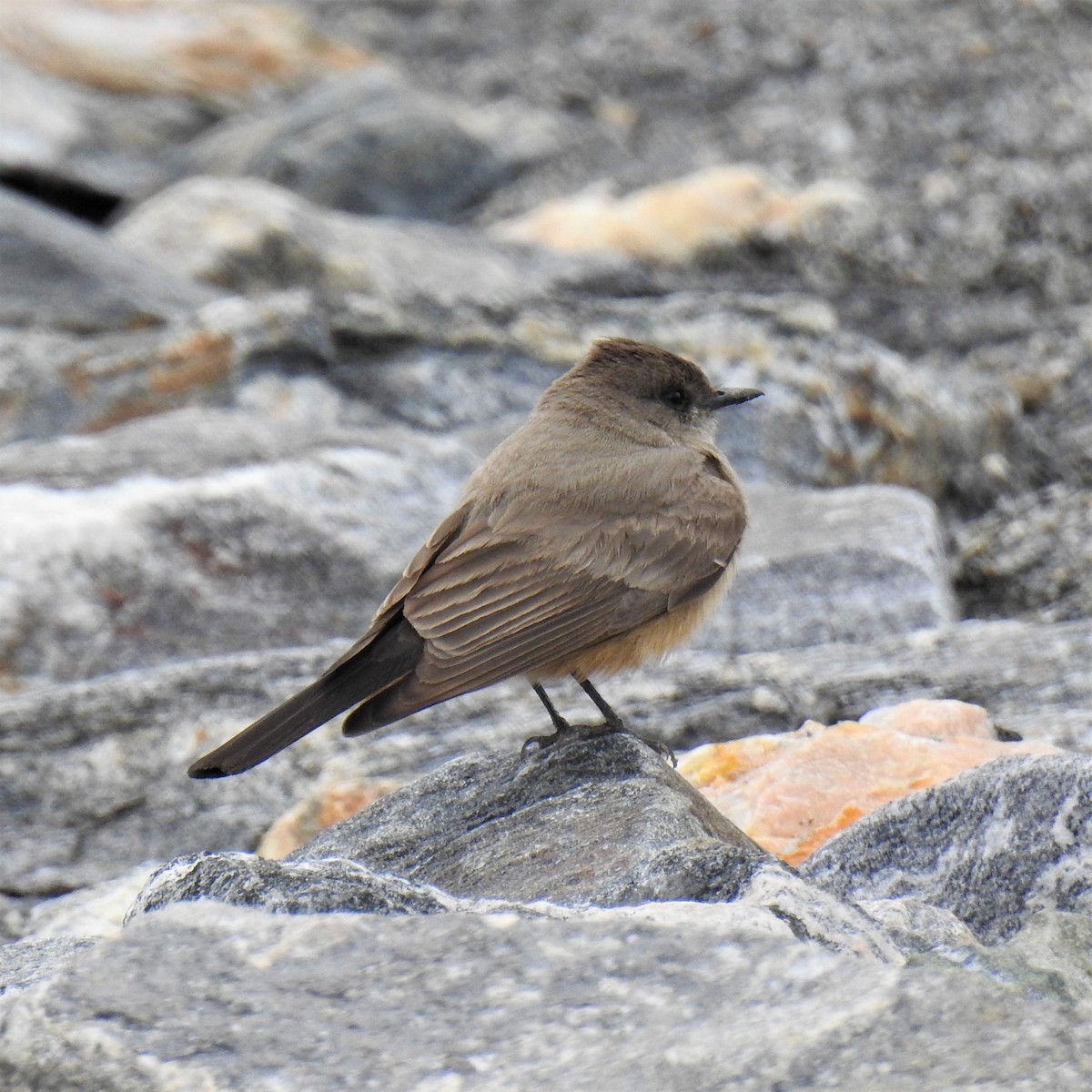 Say's Phoebe - ML224985931