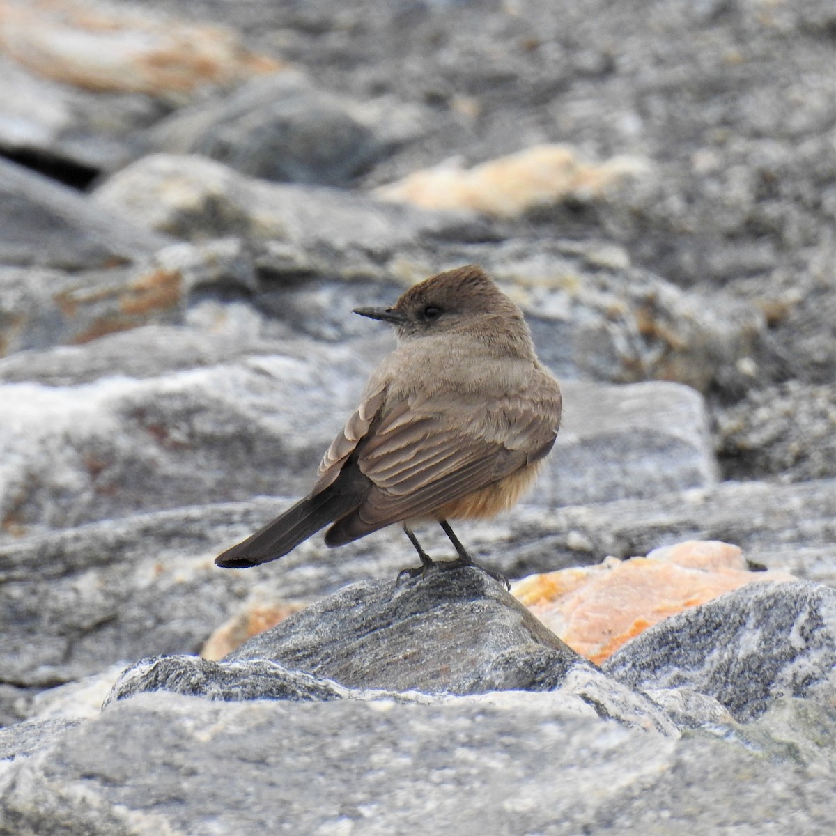 Say's Phoebe - ML224985961