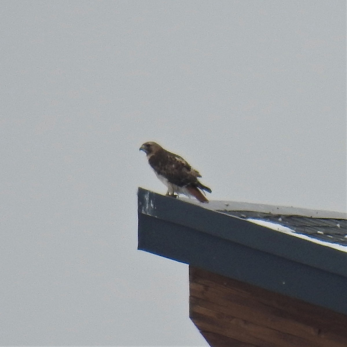 Red-tailed Hawk - ML224986061