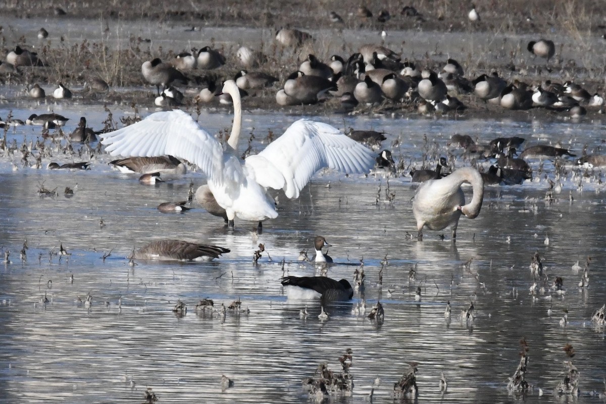 Trumpeter Swan - ML224986801