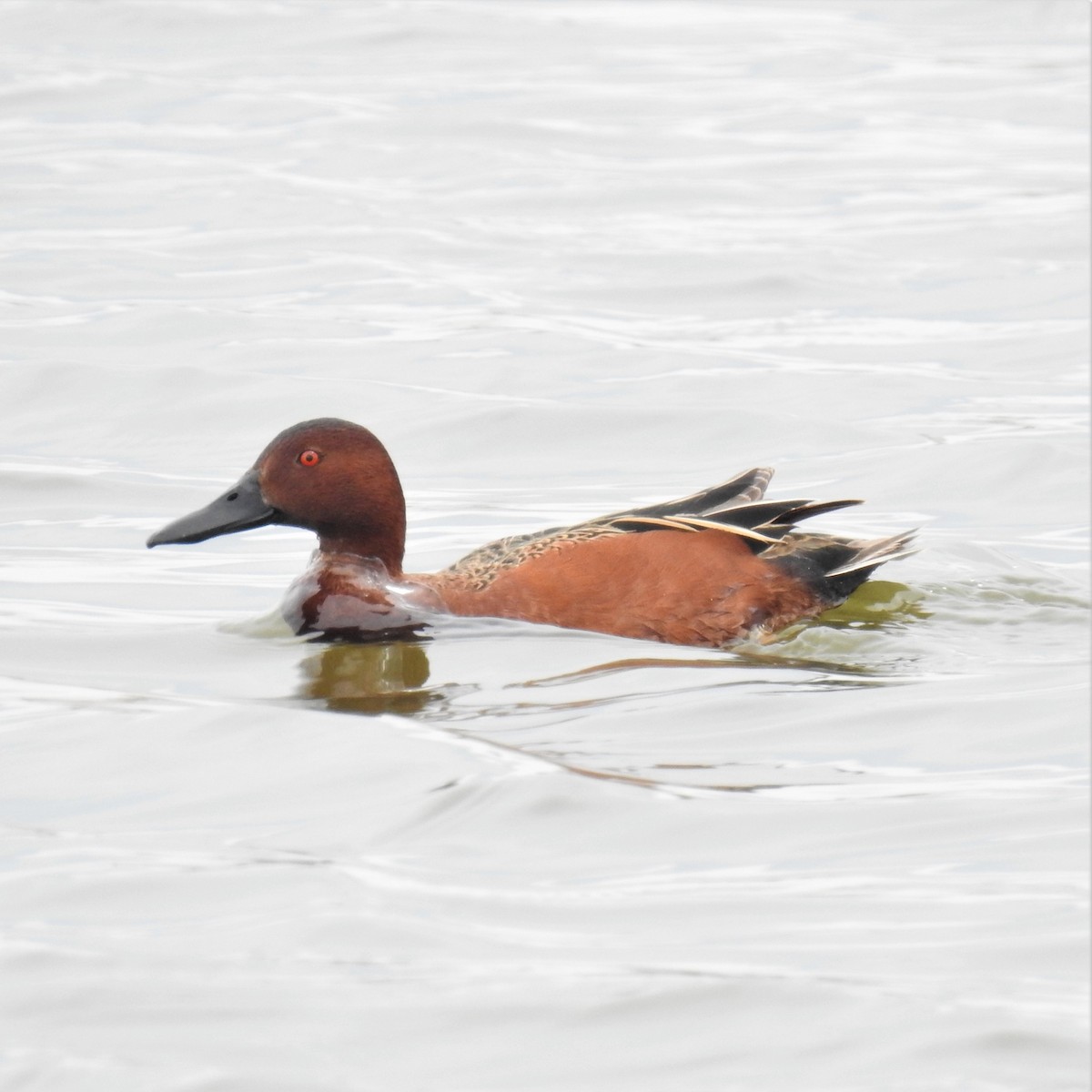 Cinnamon Teal - ML224987441