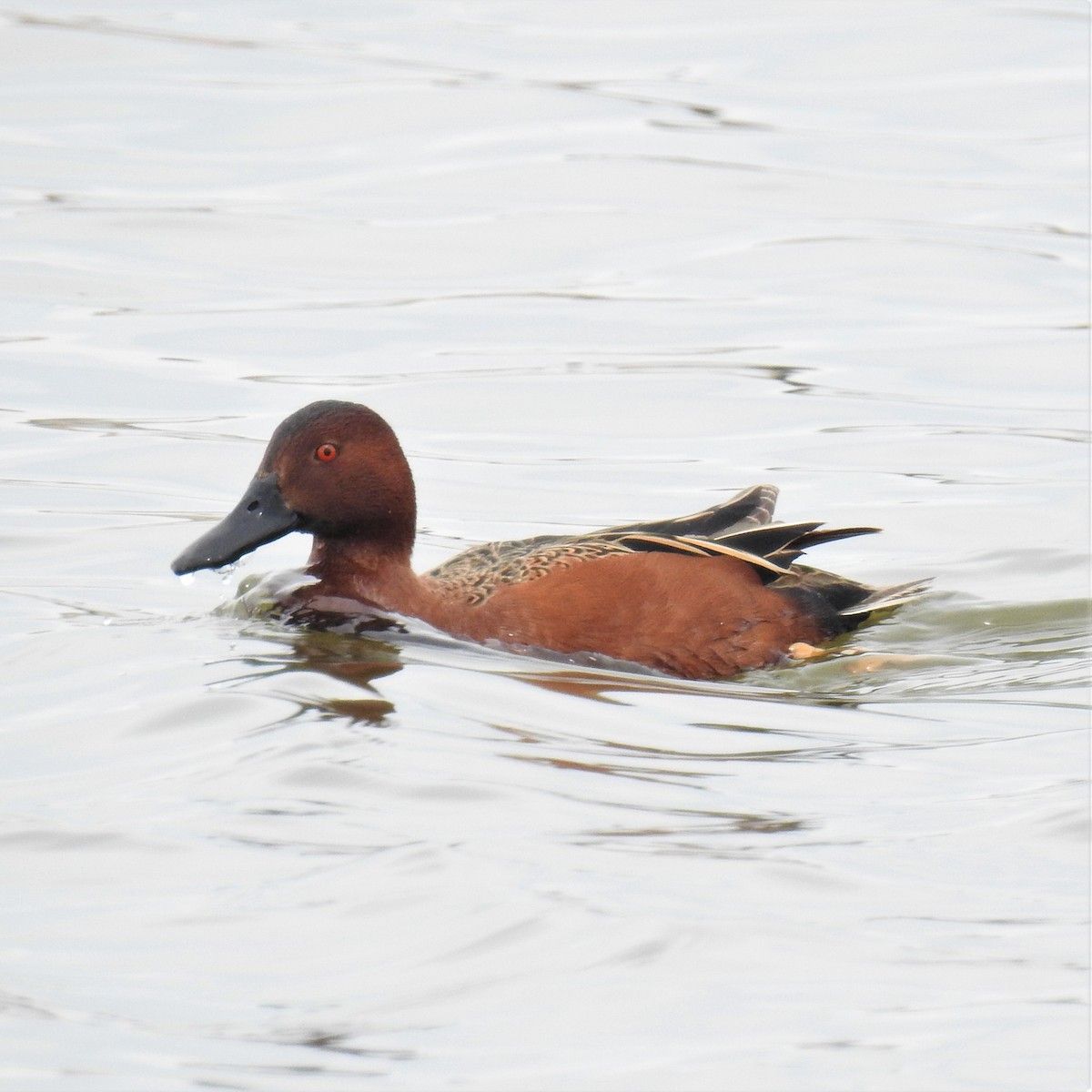 Cinnamon Teal - ML224987491