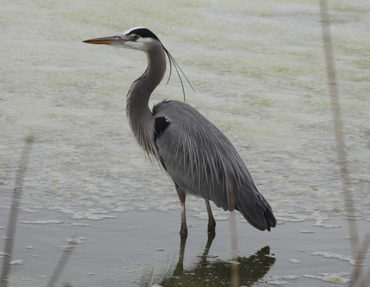 Great Blue Heron - ML224987891