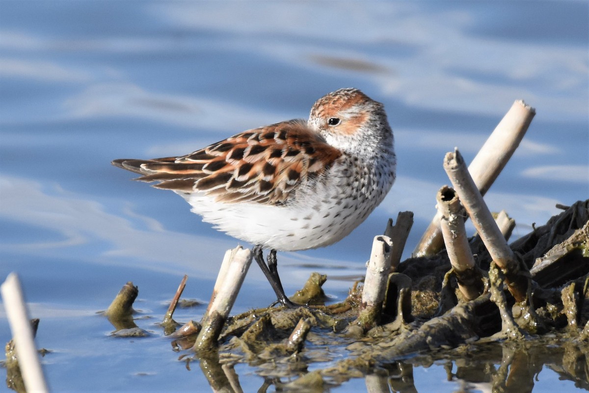 Western Sandpiper - James Hoffman