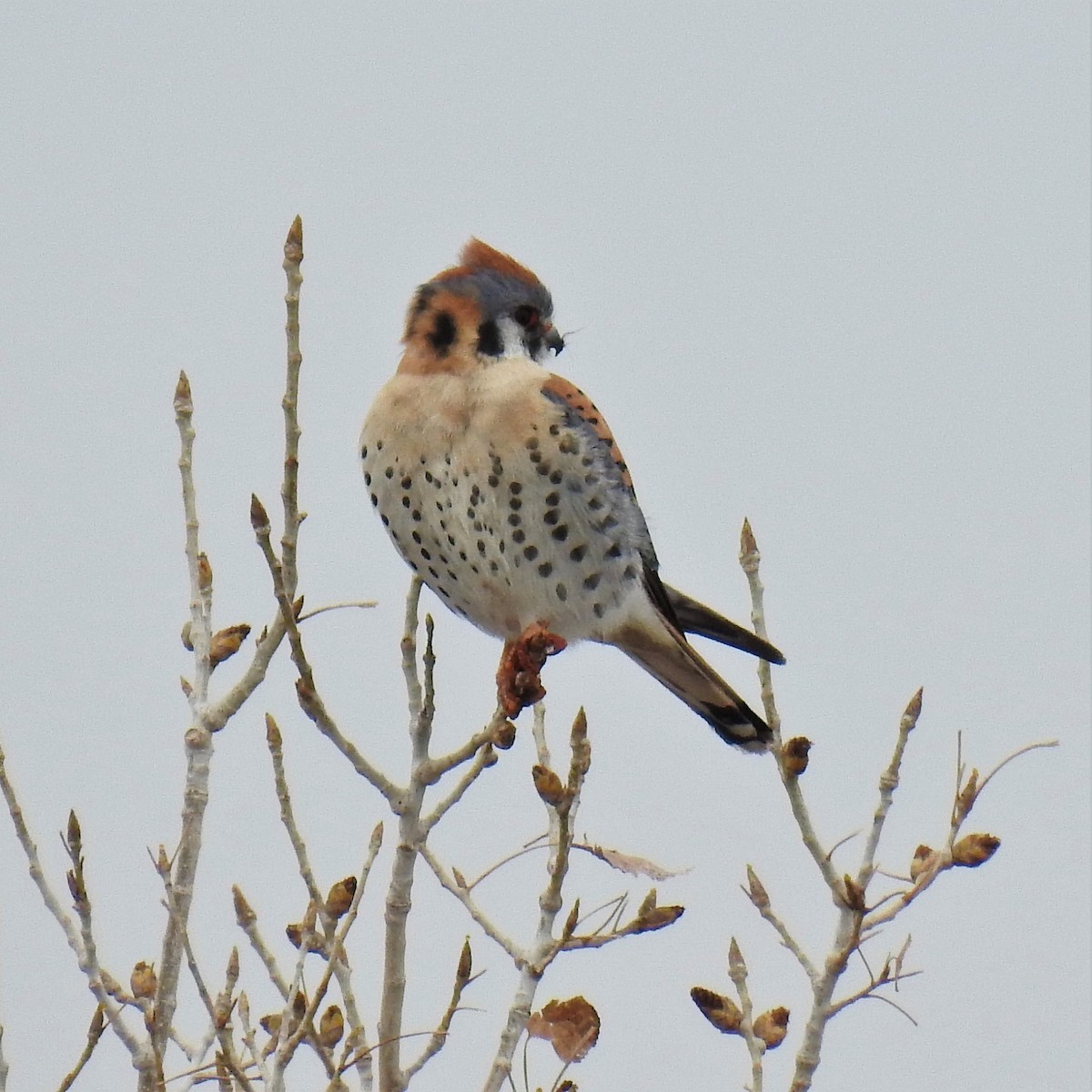 American Kestrel - ML224988681