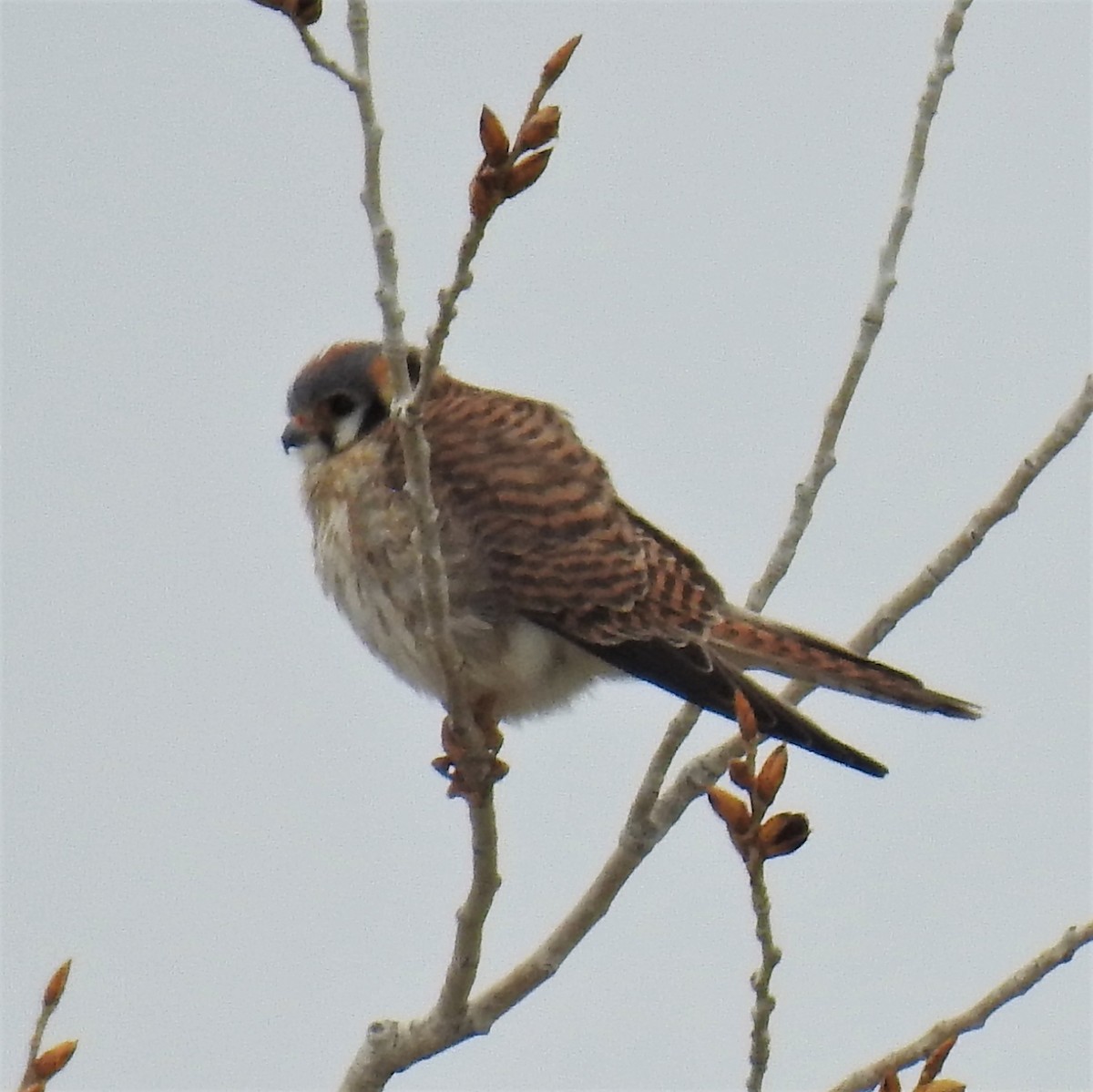 American Kestrel - ML224988701