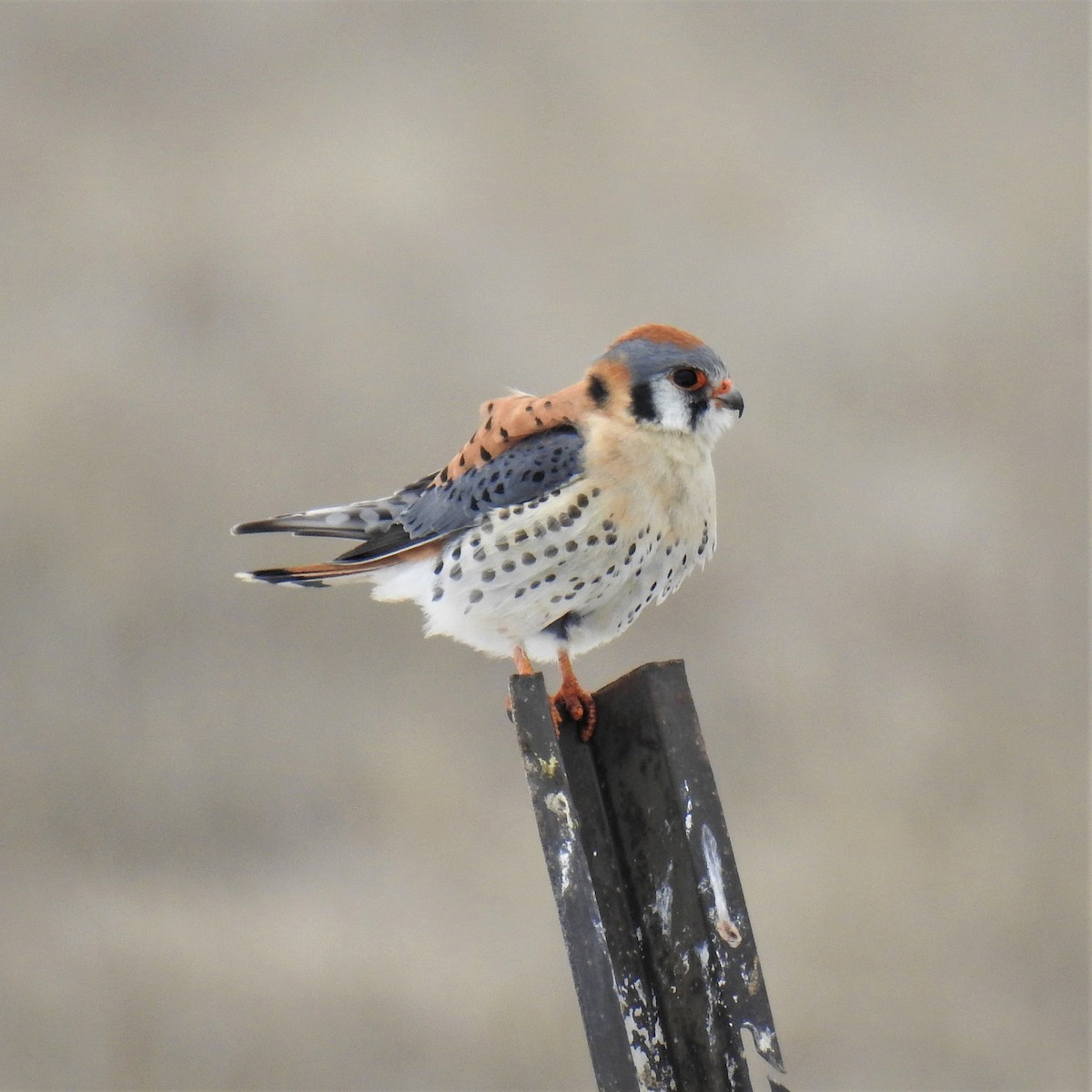 American Kestrel - ML224988741