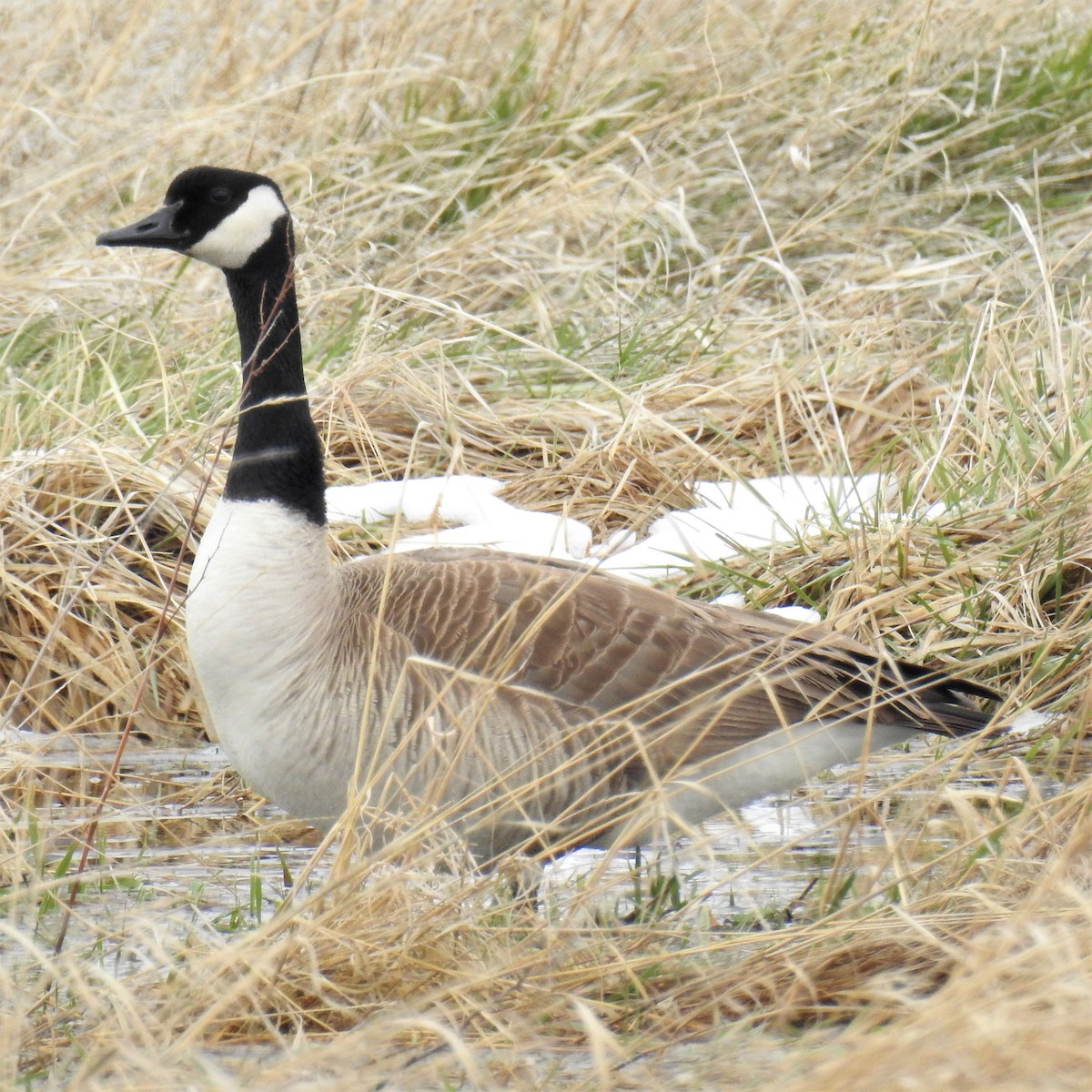 Canada Goose - ML224988971