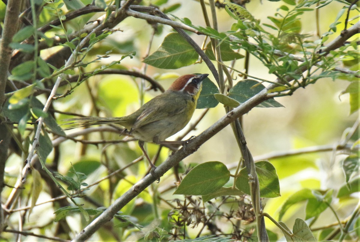 Rufous-capped Warbler (rufifrons Group) - Josue  de León Lux (Birding Guide) josuedeleonlux@gmail.com +502 3068 8988