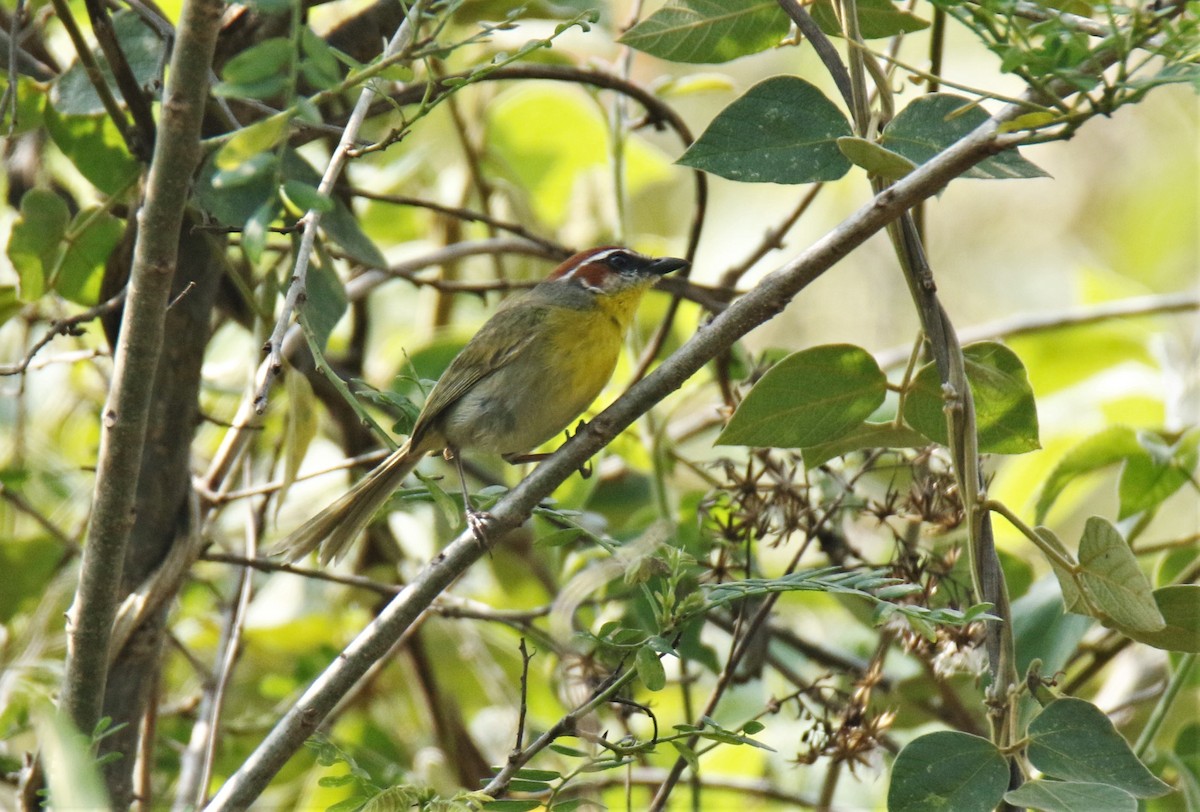 Rufous-capped Warbler (rufifrons Group) - Josue  de León Lux (Birding Guide) josuedeleonlux@gmail.com +502 3068 8988