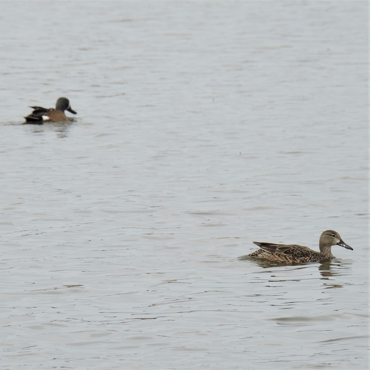 Blue-winged Teal - ML224989711