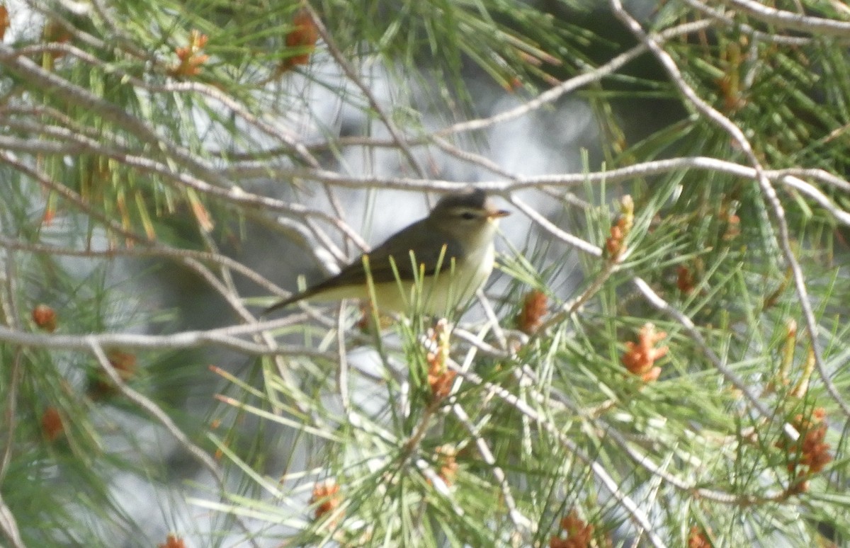 Warbling Vireo - ML224990581