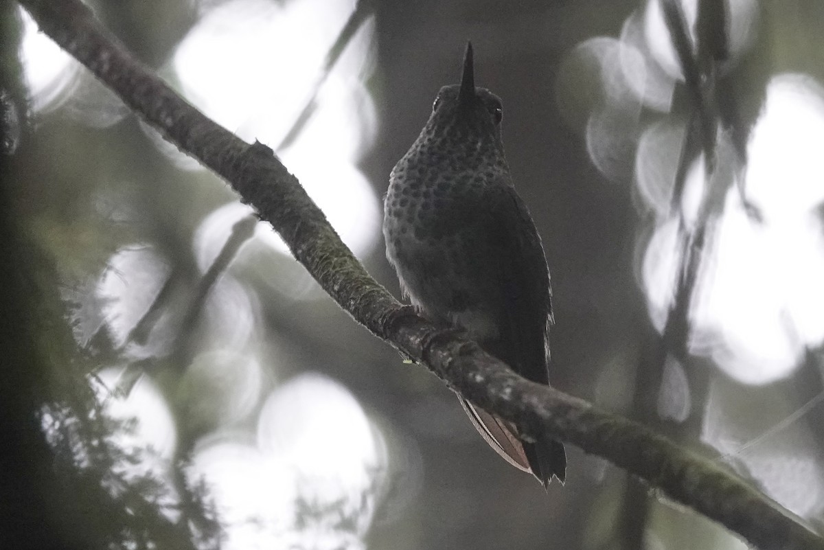 Greenish Puffleg - ML224991811