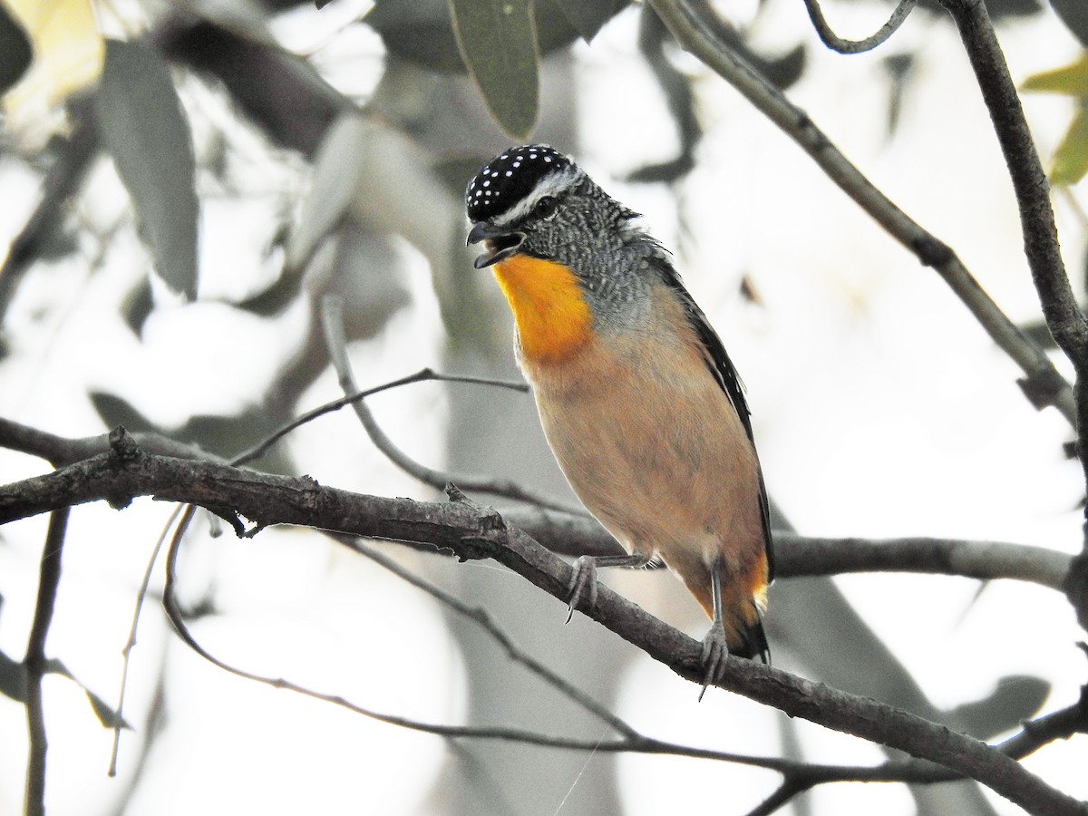 Pardalote Moteado - ML224991991