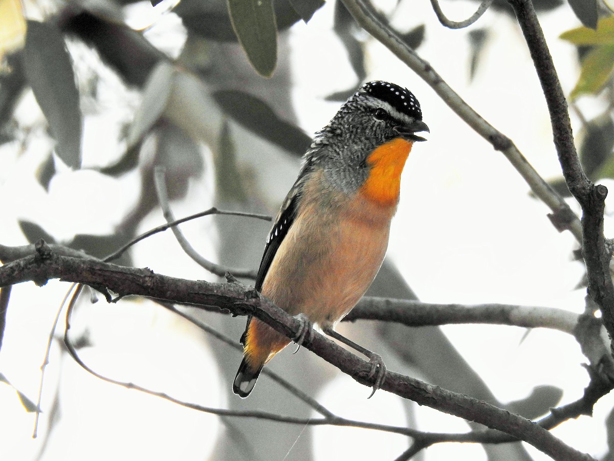 Pardalote Moteado - ML224992041