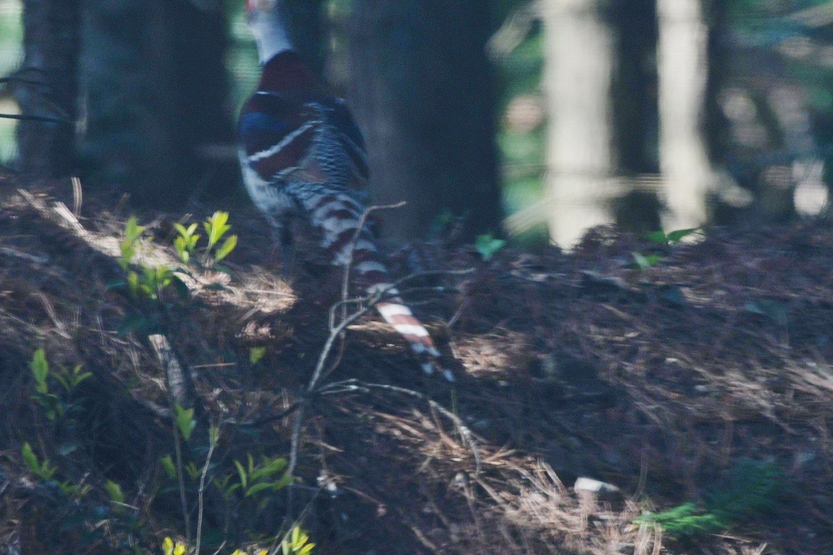 Elliot's Pheasant - ML224993721