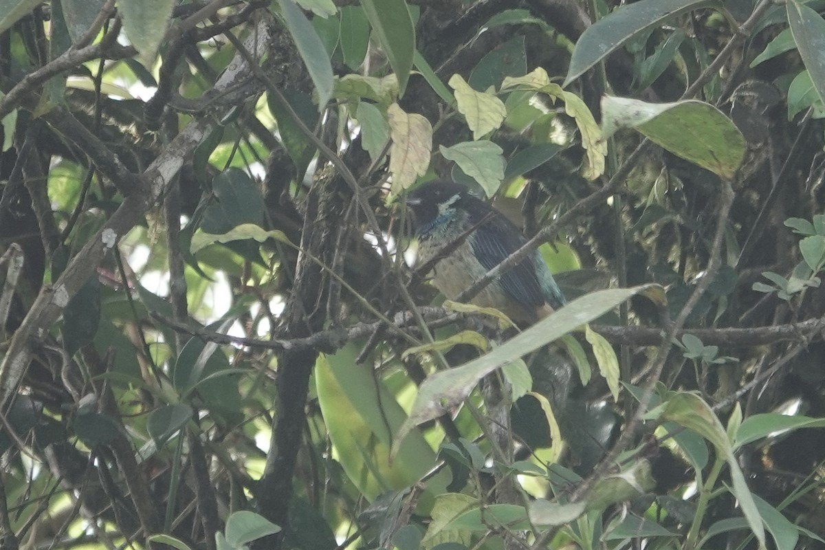 Green-naped Tanager - Cameron Eckert