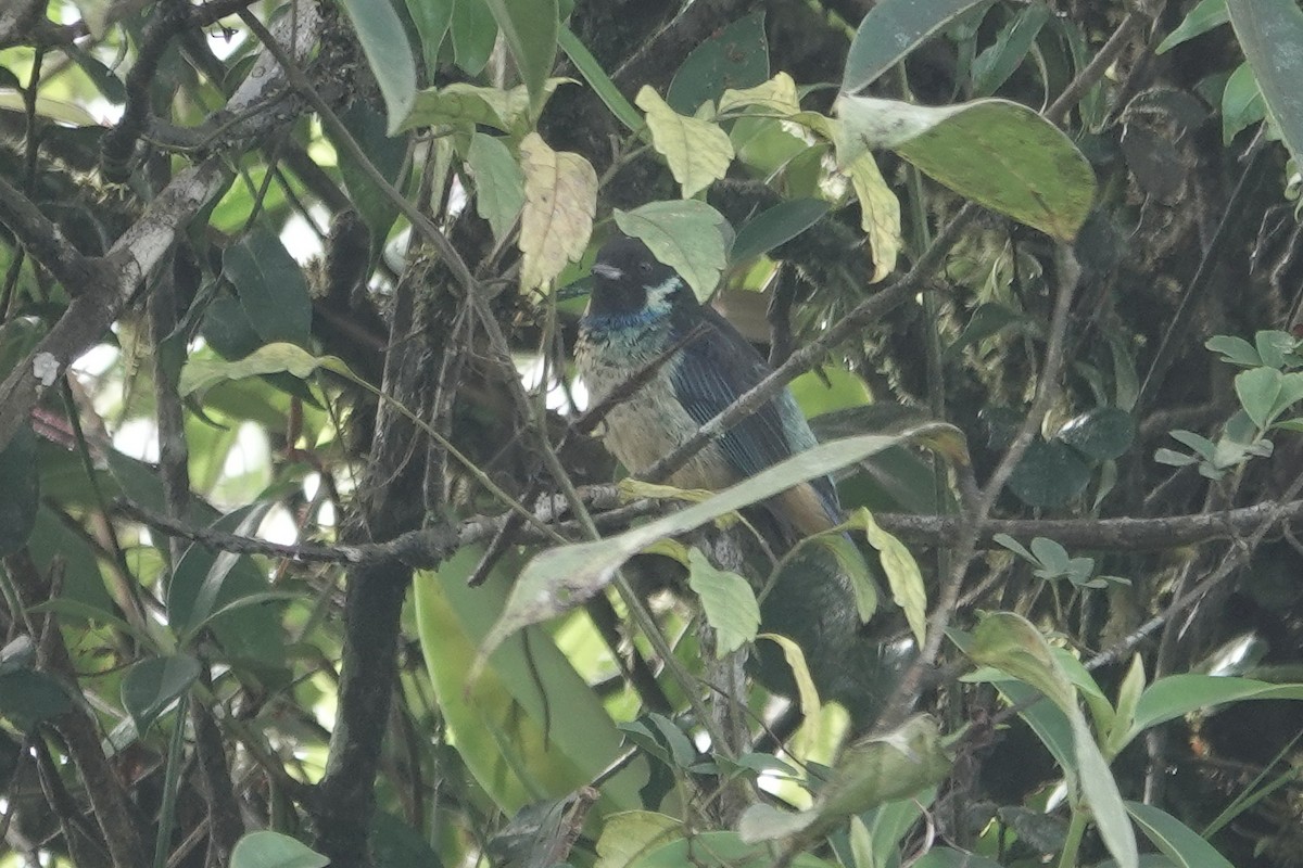 Green-naped Tanager - Cameron Eckert