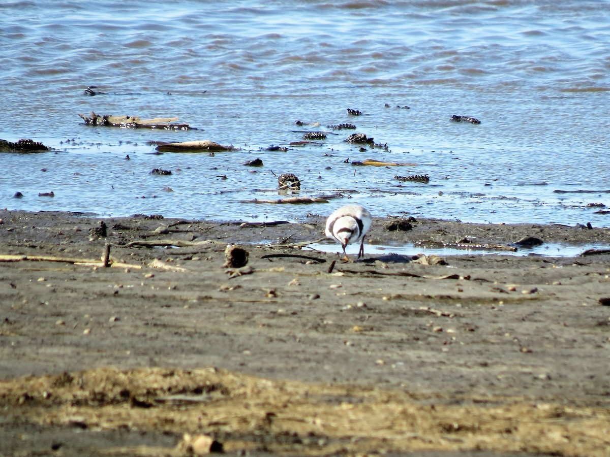 Piping Plover - ML224995771