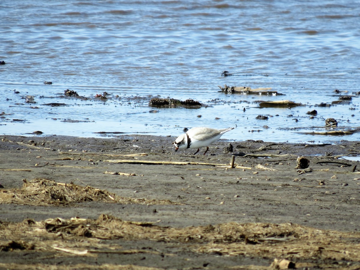 Piping Plover - ML224996041