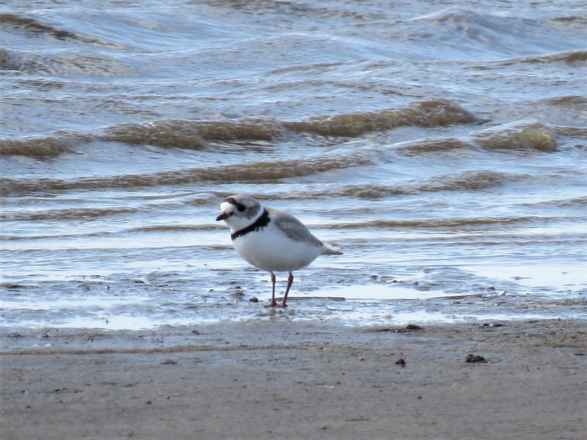 Piping Plover - ML224996061