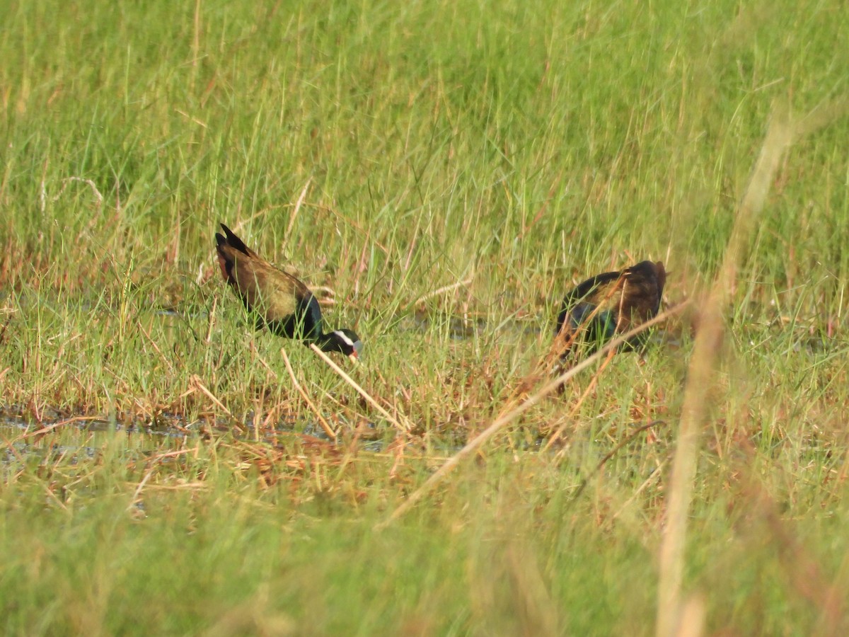 Bronze-winged Jacana - ML224996731