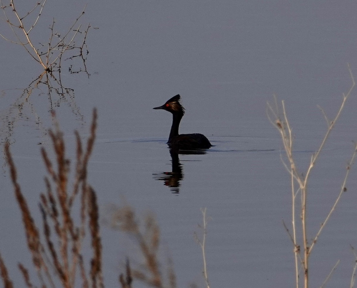 Eared Grebe - ML224997171