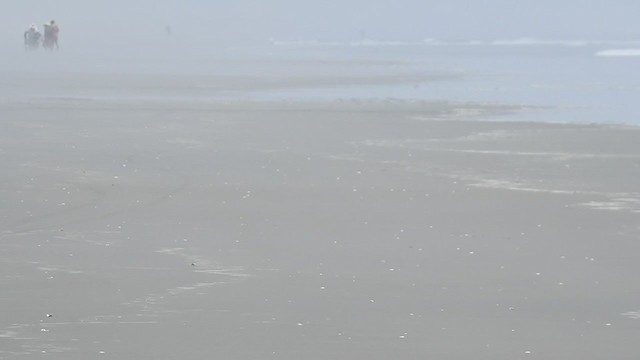 American Oystercatcher - ML225000301