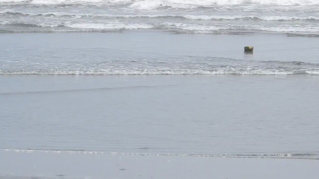 American Oystercatcher - ML225001201